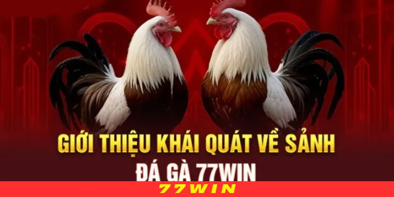 Đá gà 77WIN là sảnh cược đang rất được ưa chuộng tại nhà cái