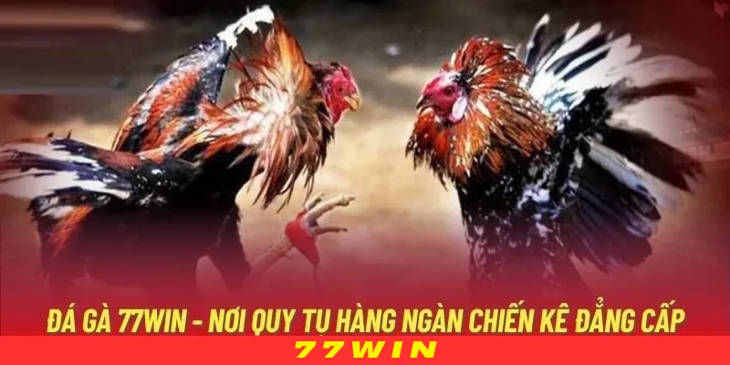 Người chơi có thể đặt cược vào nhiều loại hình thi đấu khác nhau